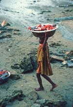 Ghana, Dixcove, fish catch