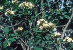 Ghana, Aburi Garden, Frangipani