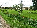 CRIG (Cocoa Research Institute of Ghana)