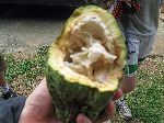 CRIG (Cocoa Research Institute of Ghana), cocoa pod