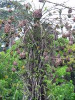 Ghana, colony of village weaver birds