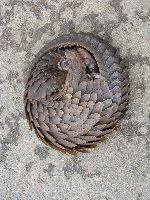 pangolin