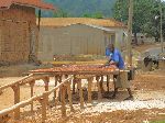 Ghana, Yonso, drying cocoa