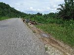 Ghana, selling fire wood at the road side