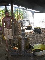 Ghana, crushed oil palm fruit is then press to great palm oil
