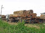Ghana, tropical hardwood being harvested from the forest