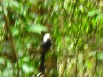 Ghana, Kakum National Park, White-Crested Touraco