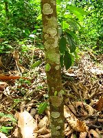 Ghana, young cocoa pods