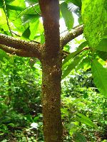 Ghana, very young cocoa pods