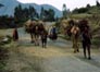 Sharing the road, Eritrea (click to enlarge)