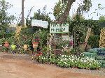 Plant nursery, Morocco coast, south of Casablanca