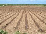 Farm, Morocco coast, south of Casablanca