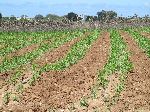 Drip irrigation, Morocco coast, south of Casablanca
