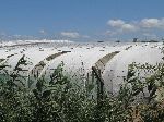 Horticulture, Morocco coast, south of Casablanca