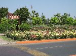 Rose garden, landscaping, Marrakesh, Morocco