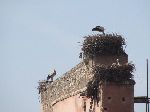 Stocks on the ruins of Badi Palace, Marrakesh, Morocco