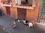 Cats at the butcher shop, Marrakesh, Morocco