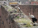 Storks, Badi Palace, Marrakesh, Morocco