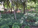 Garden, Cyber Park, Marrakesh, Morocco