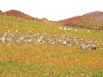 Field of beehives, M'Goun River (Valley of the Roses), Morocco