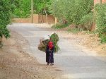 Woman carrying a bundle of grass through village, M'Goun River (Valley of the Roses), Morocco