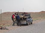 men trying to coax a sheep into the back of a pick-up truck, M'Goun River (Valley of the Roses), Morocco