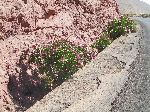 Delicate pink flowers, with lush dark green foliage, emerging from the ditches also the highway, Morocco