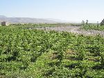 Farming, Er Rich, Morocco
