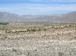 Sheep grazing in the Haute Atlas, Er Rich, Morocco