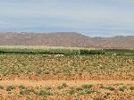 Orchard covered with nets, Zaida, Meknes-Tafilalet, Morocco