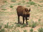 Long haired donkey, Zaida, Meknes-Tafilalet, Morocco