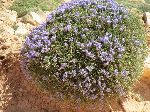 Purple plant, Ait Karmosse, Fès-Boulemane Region, Morocco