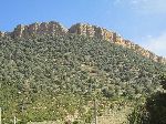 Forest,  Boulemane, Fès-Boulemane Region