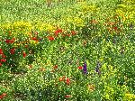 Wildflowers, Middle Atlas, through the Fès-Boulemane Region, Morocco