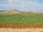 Sheep herd, Middle Atlas, through the Fès-Boulemane Region, Morocco