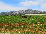 Agriculture, Middle Atlas, through the Fès-Boulemane Region, Morocco