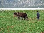 Plowing field, Middle Atlas, through the Fès-Boulemane Region, Morocco