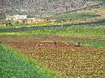 Harvesting potatoes, Middle Atlas, through the Fès-Boulemane Region, Morocco