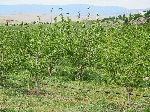 Fruit orchard, Middle Atlas, through the Fès-Boulemane Region, Morocco