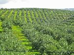 Olive orchard, Sefrou Province, Morocco