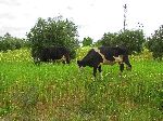 Olive orchard with cows, Sefrou Province, Morocco