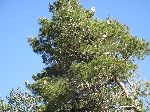 Egrets, Fes-Ifrane, Moroccot