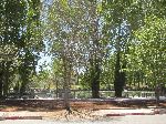 Park, Ifrane, Morocco