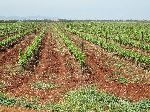 Grape vineyard, El Hajeb, Morocco