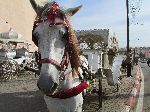 Horse carriage, Meknes, Morocco