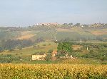 Wheat fields and orchards, Meknes, Morocco