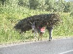 Donkey transport, rural area, Meknes, Morocco