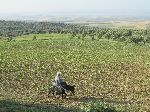 Fertile farm land, Meknes, Morocco