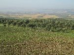 Olive orchard, Meknes, Morocco