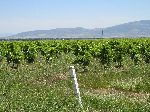 Fruit orchard, Kenitra, Morocco